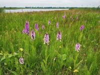 NL, Drenthe, Borger-Odoorn, LOFAR 10, Saxifraga-Hans Dekker