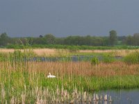 NL, Drenthe, Borger-Odoorn, LOFAR 11, Saxifraga-Hans Dekker