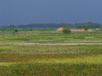 NL, Drenthe, Borger-Odoorn, LOFAR 16, Saxifraga-Hans Dekker