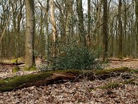 NL, Drenthe, Borger-Odoorn, Valtherspaan 1, Saxifraga-Hans Dekker