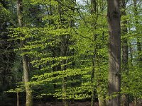 NL, Drenthe, Coevorden, Boswachterij Gees 9, Saxifraga-Hans Dekker