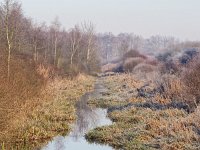 NL, Drenthe, Coevorden, Dalerpeel 2, Saxifraga-Hans Dekker