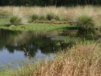 NL, Drenthe, Coevorden, Gees 1, Saxifraga-Hans Boll