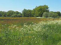 NL, Drenthe, Coevorden, Geeserstroom 2, Saxifraga-Hans Dekker