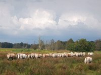 NL, Drenthe, Coevorden, Roonboom Zwinderen 1, Saxifraga-Hans Dekker