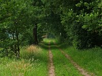 NL, Drenthe, Coevorden, Zweeloo, Stroeten 1, Saxifraga-Hans Dekker