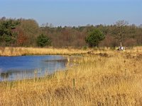 NL, Drenthe, De Wolden, Achterlandseveen 1, Saxifraga-Hans Dekker