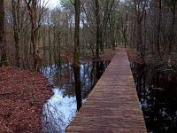 NL, Drenthe, De Wolden, Anserdennen 11, Saxifraga-Hans Dekker