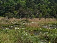 NL, Drenthe, De Wolden, Anserdennen 3, Saxifraga-Hans Dekker