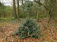 NL, Drenthe, De Wolden, Anserpad 1, Saxifraga-Hans Dekker