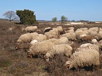 NL, Drenthe, De Wolden, Benderse 2, Saxifraga-Hans Dekker