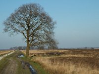 NL, Drenthe, De Wolden, Benderse Heide 3, Saxifraga-Jan van der Straaten