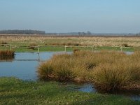 NL, Drenthe, De Wolden, Benderse Heide 6, Saxifraga-Jan van der Straaten