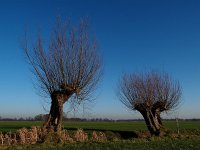 NL, Drenthe, De Wolden, Blijdenstein Ruinerwold 3, Saxifraga-Hans Dekker