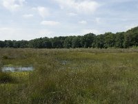 NL, Drenthe, De Wolden, Dwingelderveld 3, Saxifraga-Willem van Kruijsbergen