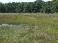 NL, Drenthe, De Wolden, Dwingelderveld 5, Saxifraga-Willem van Kruijsbergen