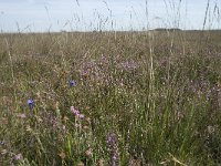 NL, Drenthe, De Wolden, Dwingelderveld 7, Saxifraga-Willem van Kruijsbergen