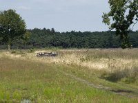 NL, Drenthe, De Wolden, Dwingeloosche Heide 1, Saxifraga-Willem van Kruijsbergen