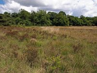 NL, Drenthe, De Wolden, Echtener Paradijs 4, Saxifraga-Hans Dekker