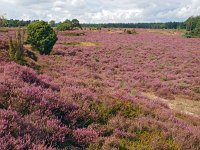 NL, Drenthe, De Wolden, Echtener Paradijs 5, Saxifraga-Hans Dekker