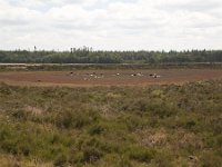 Sheep resting in dried mere; Drenthe, Netherlands : netherlands, europe, european, dry, dried up, drying, empty, mere, pool, drought, dry up, no water, landscape, field, rural landscape, nature, natural, outside, outdoors, nobody, no people, nature reserve, sheep, rest, resting, heath, heather, Drenthe, Holland, Dutch