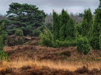 NL, Drenthe, De Wolden, Echtenerzand 1, Saxifraga-Dirk Hilbers