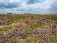 NL, Drenthe, De Wolden, Kloosterveld 7, Saxifraga-Hans Dekker