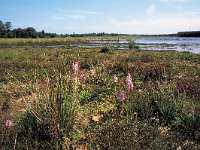 NL, Drenthe, De Wolden, Kraloer Heide, Holtveen 1, Saxifraga-Hans Dekker