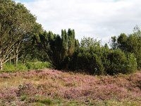 NL, Drenthe, De Wolden, Kraloerheide 11, Saxifraga-Hans Dekker