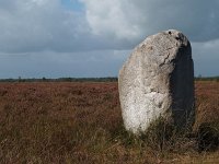 NL, Drenthe, De Wolden, Kraloerheide 13, Saxifraga-Hans Dekker