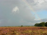 NL, Drenthe, De Wolden, Kraloerheide 17, Saxifraga-Hans Dekker