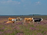 NL, Drenthe, De Wolden, Kraloerheide 18, Saxifraga-Hans Dekker