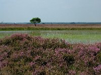 NL, Drenthe, De Wolden, Kraloerheide 19, Saxifraga-Hans Dekker