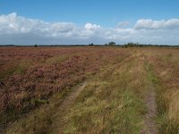 NL, Drenthe, De Wolden, Kraloerheide 2, Saxifraga-Hans Dekker