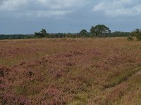 NL, Drenthe, De Wolden, Kraloerheide 7, Saxifraga-Hans Dekker