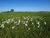 NL, Drenthe, De Wolden, Lange Weiden 2, Saxifraga-Hans Dekker