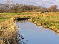 NL, Drenthe, De Wolden, Rabbinge, Reest 1, Saxifraga-Hans Dekker