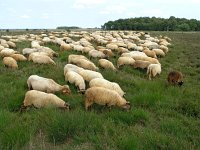 NL, Drenthe, De Wolden, Ruinen 1, Saxifraga-Hans Dekker