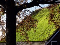 NL, Drenthe, De Wolden, Ruinen 2, Saxifraga-Hans Dekker