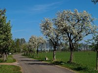 NL, Drenthe, De Wolden, Ruinerwold, Larijweg 1, Saxifraga-Hans Dekker