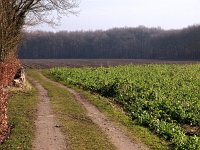 NL, Drenthe, De Wolden, Steenberger Es 1, Saxifraga-Hans Dekker