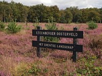 NL, Drenthe, De Wolden, Steenberger Oosterveld 9, Saxifraga-Hans Dekker