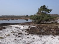 NL, Drenthe, De Wolden, Westerbergen Echten 2, Saxifraga-Hans Dekker