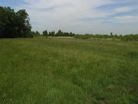 NL, Drenthe, Emmen, Bargerveen 10, Saxifraga-Hans Dekker