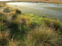 NL, Drenthe, Emmen, Bargerveen 115, Saxifraga-Hans Boll