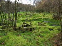 NL, Drenthe, Emmen, Bargerveen 125, Saxifraga-Hans Boll