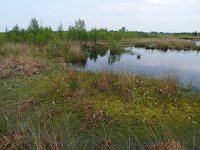 NL, Drenthe, Emmen, Bargerveen 13, Saxifraga-Hans Dekker