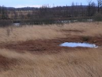 NL, Drenthe, Emmen, Bargerveen 135, Saxifraga-Hans Boll