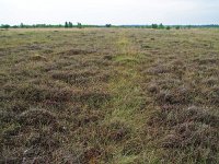 NL, Drenthe, Emmen, Bargerveen 14, Saxifraga-Hans Dekker