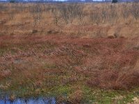 NL, Drenthe, Emmen, Bargerveen 140, Saxifraga-Hans Boll